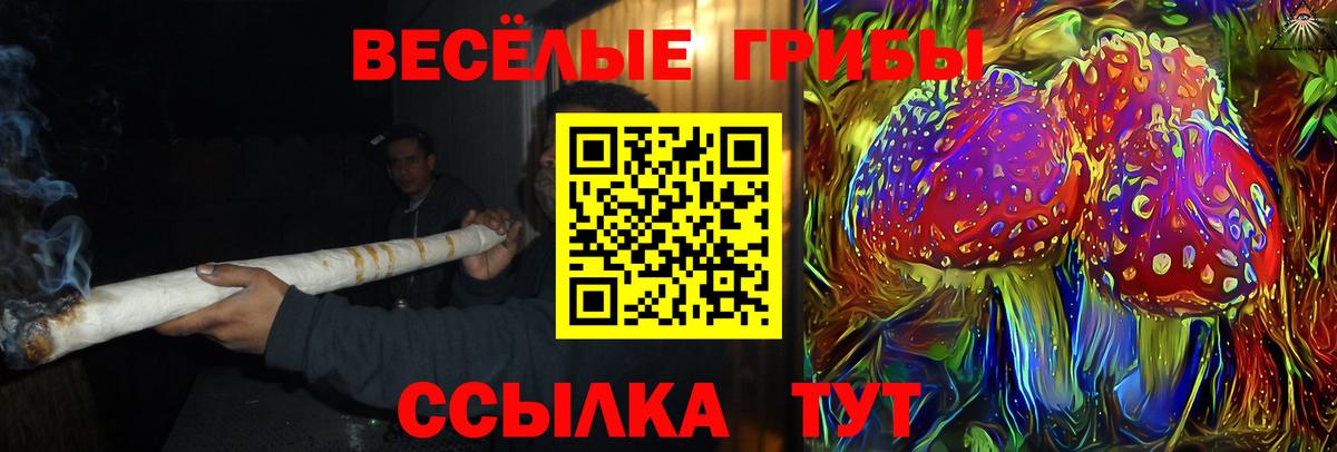 Галлюциногенные грибы Psilocybe Гурьевск
